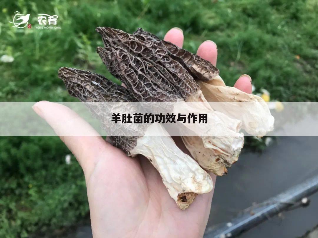 羊肚菌的功效与作用