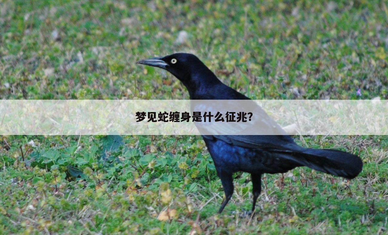 梦见蛇缠身是什么征兆？