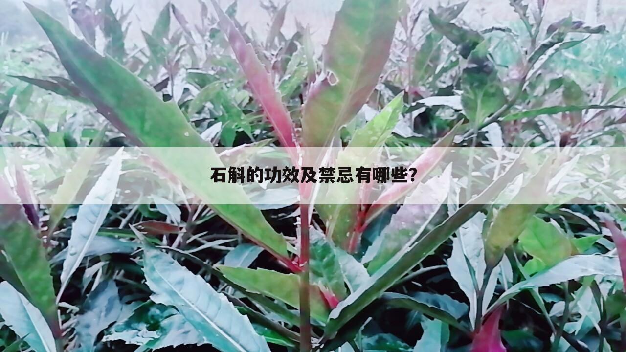 石斛的功效及禁忌有哪些？