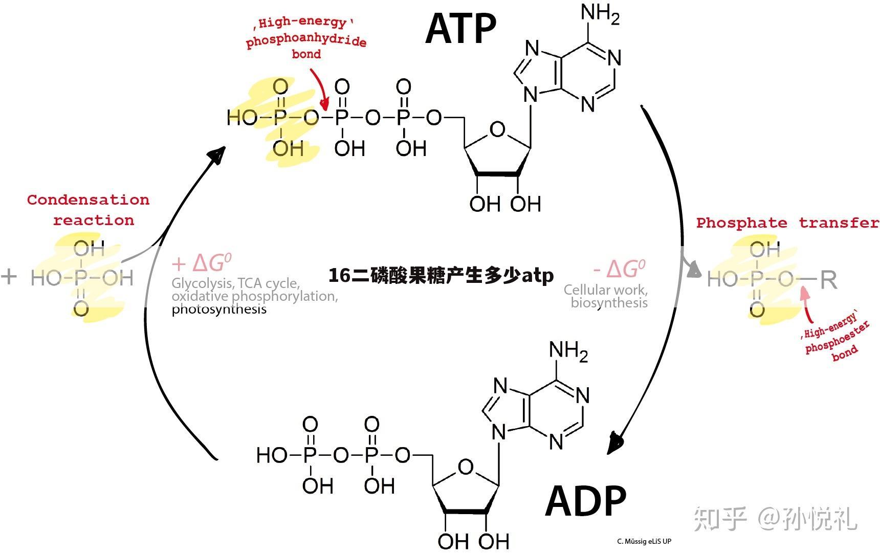 16二磷酸果糖产生多少atp