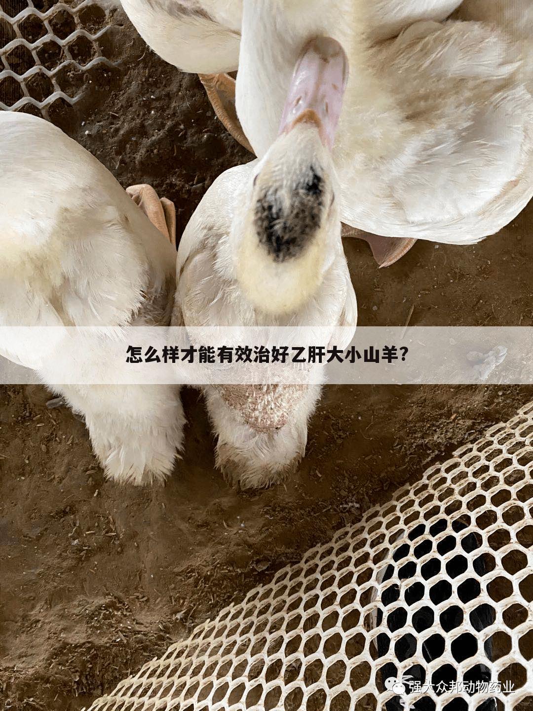 怎么样才能有效治好乙肝大小山羊?