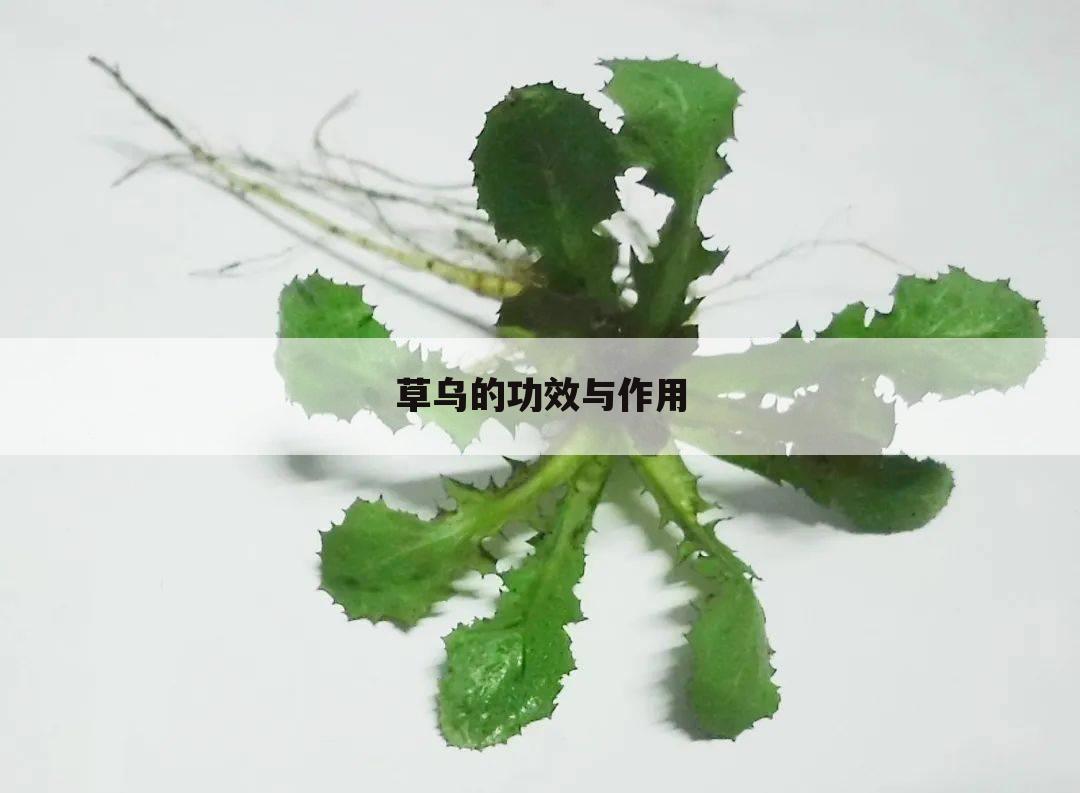 草乌的功效与作用