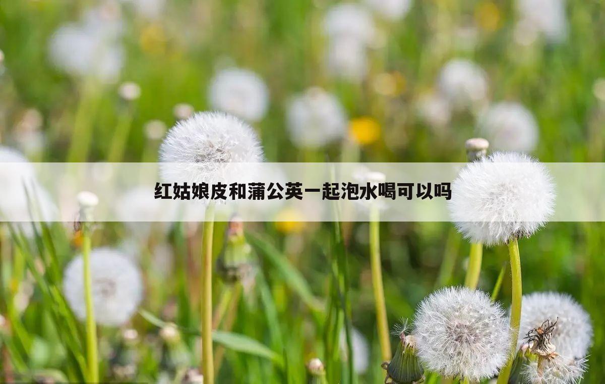 红姑娘皮和蒲公英一起泡水喝可以吗