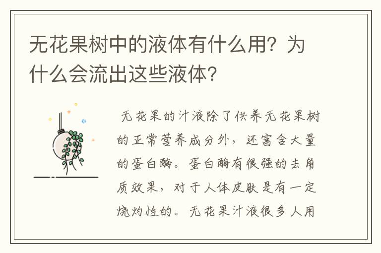 无花果树中的液体有什么用？为什么会流出这些液体？