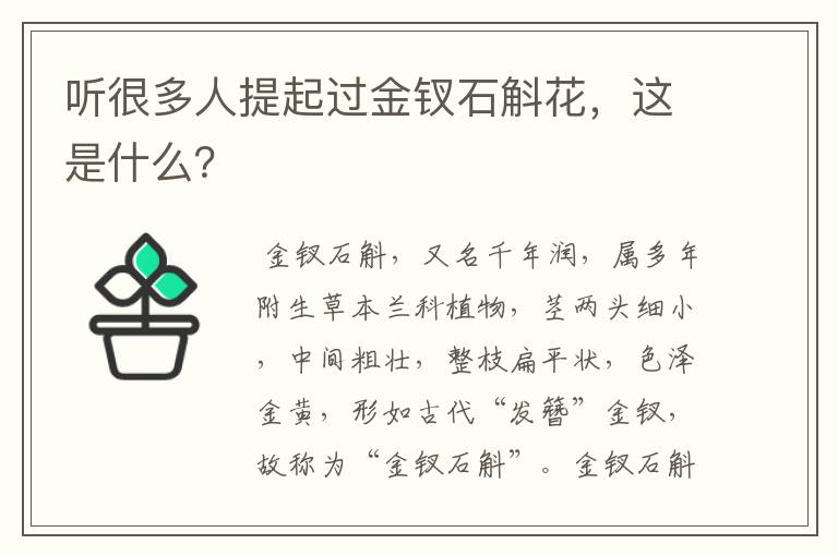 听很多人提起过金钗石斛花，这是什么？