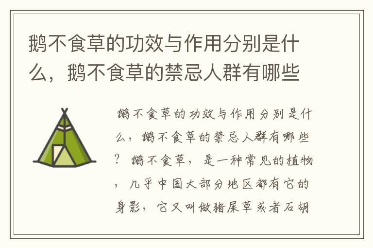 鹅不食草的功效与作用分别是什么，鹅不食草的禁忌人群有哪些？