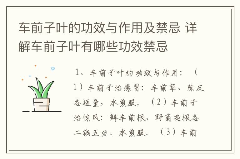 车前子叶的功效与作用及禁忌 详解车前子叶有哪些功效禁忌